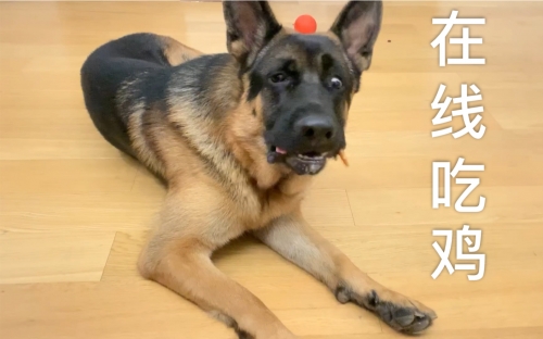 小狼狗高手论坛，探寻狼犬界的秘密-第2张图片