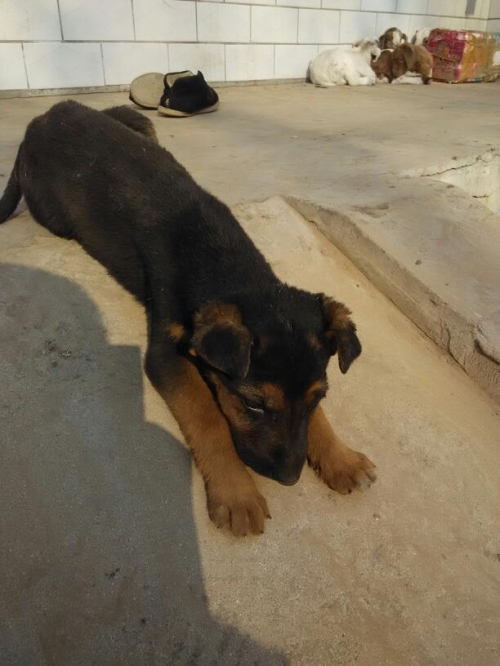 小狼狗高手论坛，探寻狼犬界的秘密