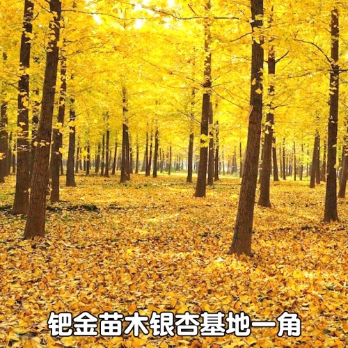 银杏树小苗报价银杏树小苗的魅力-第2张图片