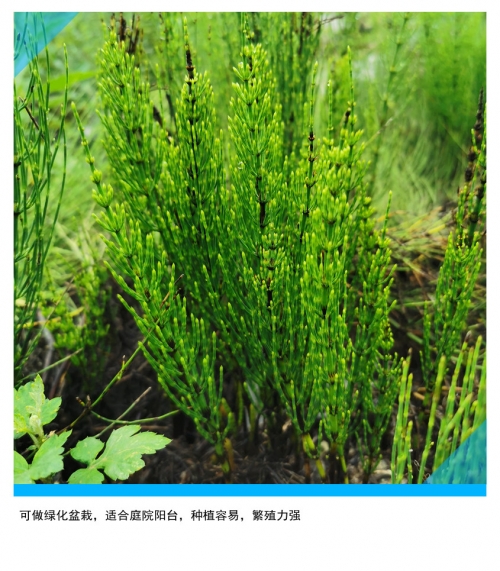 笔头菜是什么菜笔头菜，美味与健康的完美结合-第3张图片