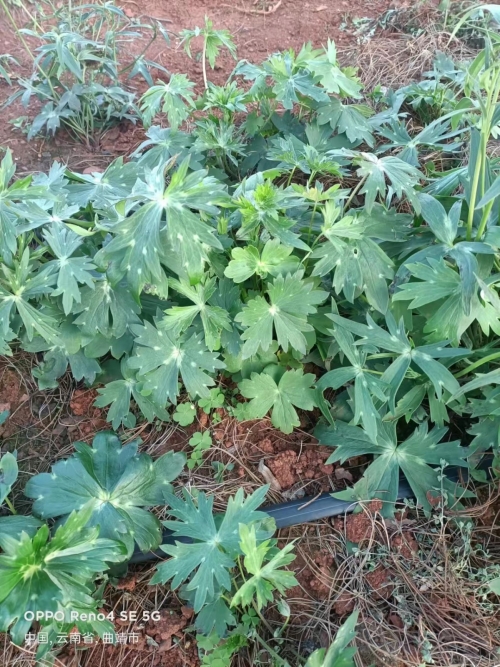 小草乌的魅力与故事-第2张图片