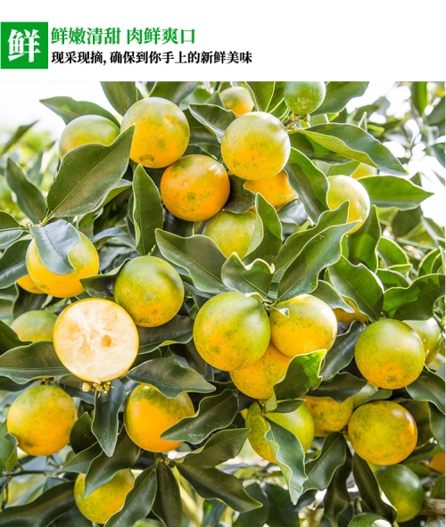 六盒采六盒采，探索自然之美-第2张图片