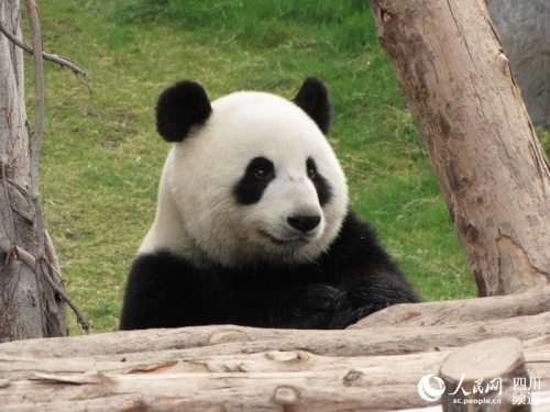 大熊猫盈盈乐乐盈乐乐，快乐与智慧的融合-第2张图片