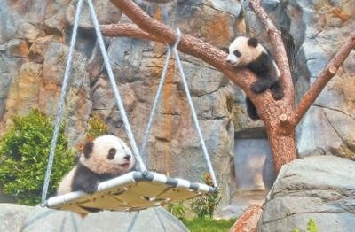 大熊猫盈盈乐乐盈乐乐，快乐与智慧的融合