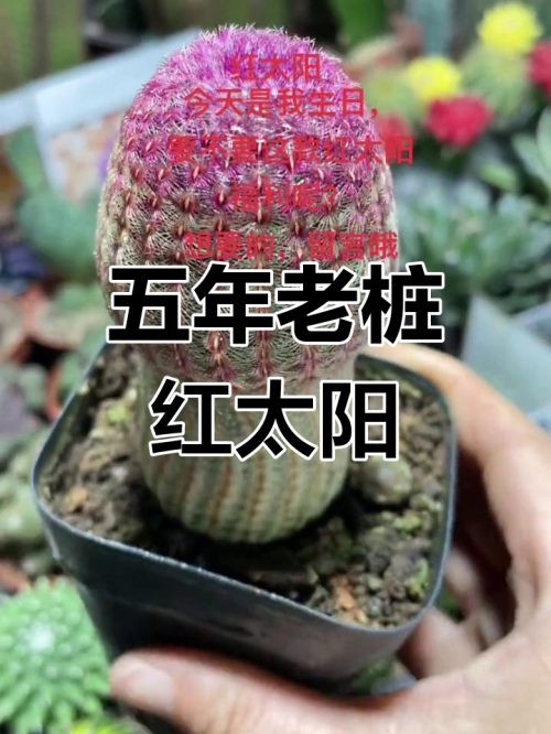 红太阳心水论坛红太阳心水论坛，探索交流与智慧的海洋