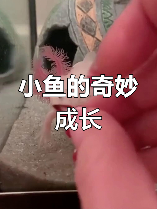 小鱼儿心水论坛小鱼儿心水论坛，探索网络世界的乐园