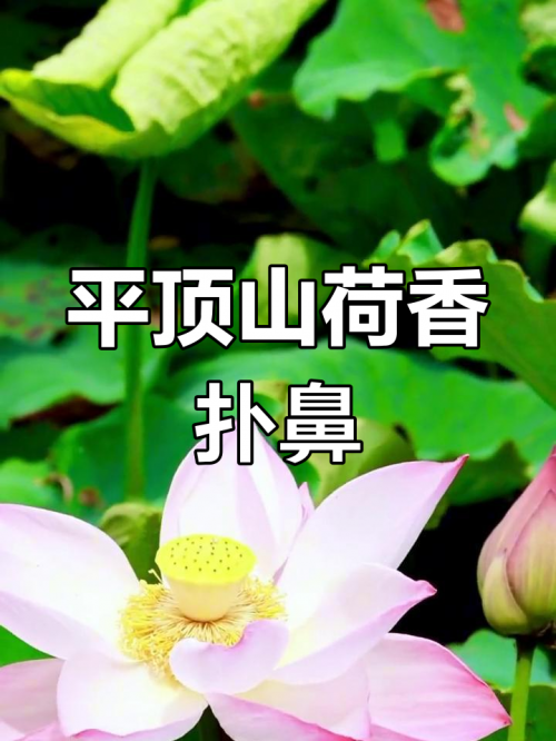 平顶山美景花园平顶山美景-第1张图片