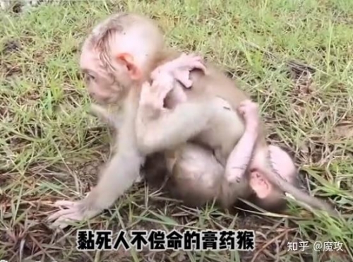 膏药猴百度百科-第1张图片