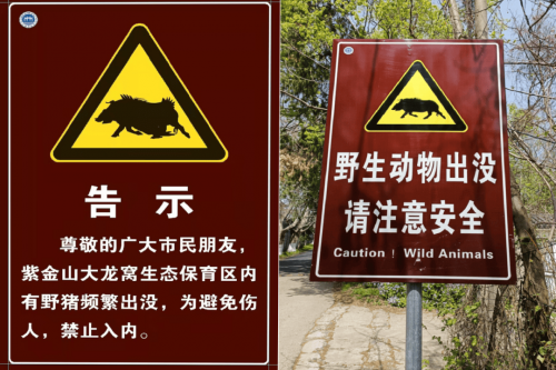野象事故野象路边损汽车，安全隐患与警示-第2张图片