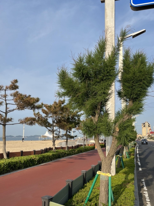 防城港金滩简介防城港金滩，海滨度假胜地-第3张图片