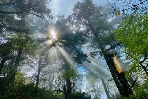 乐山大佛位于四川省乐山市，是世界上最大的石刻佛像之一。这座佛像高达71米，被誉为古代艺术和宗教的杰作。-第1张图片