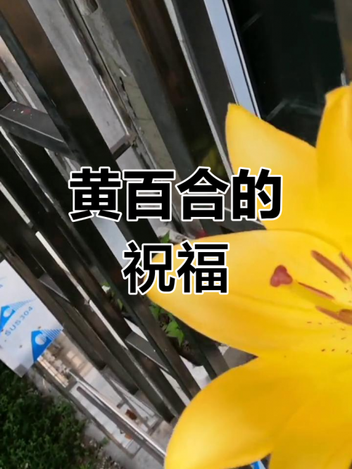 开心荣耀，生活中的喜悦与成就-第1张图片