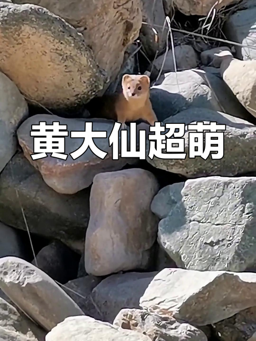 黄大仙高手论坛黄大仙高手论坛，探寻高手之路-第1张图片