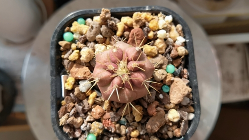 东鳞西爪，品味生活中的美好瞬间