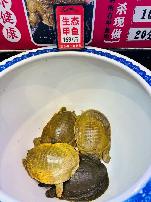 六合鸡六合鸡，美食之韵-第1张图片