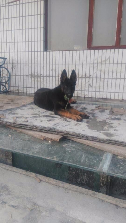 小狼狗高手论坛小狼狗高手论坛，探索犬类爱好者的乐园