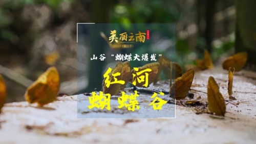 蝴蝶谷论坛中文蝴蝶谷论坛，探索自然之美与交流心得