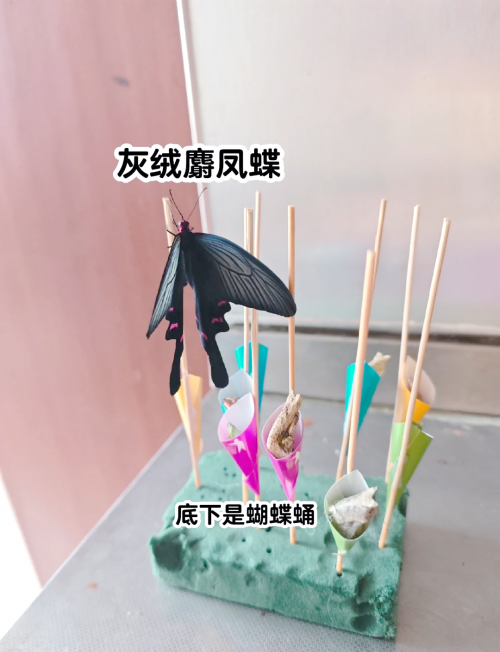 蝴蝶网论坛，探索网络世界的蝴蝶之旅