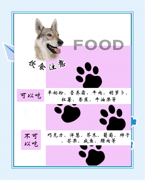 小狼狗高手论坛最新小狼狗高手论坛，探讨狼犬成长与训练的技巧与经验-第3张图片