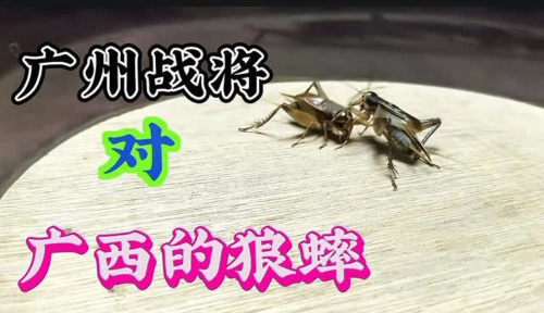 广西的狼论坛杀一肖广西狼论坛，探寻狼的神秘世界-第1张图片