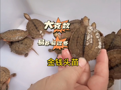 金钱龟价格，市场动态与投资价值-第1张图片