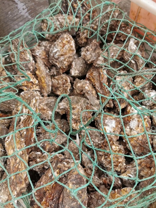 天下水果奶奶免费资料大全1天下水果奶奶免费资料-第2张图片