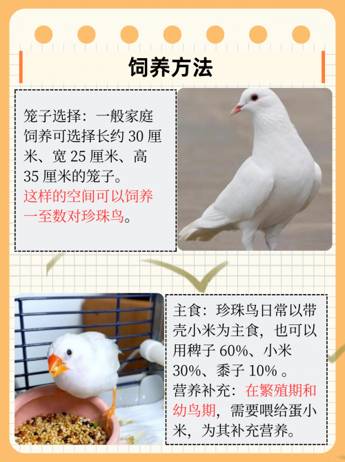 宠物小精灵珍珠攻略-第3张图片