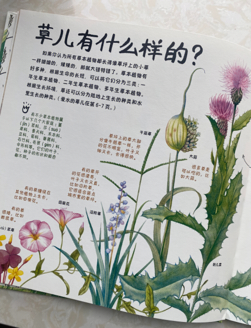 小草乌小草乌的魅力与故事-第2张图片