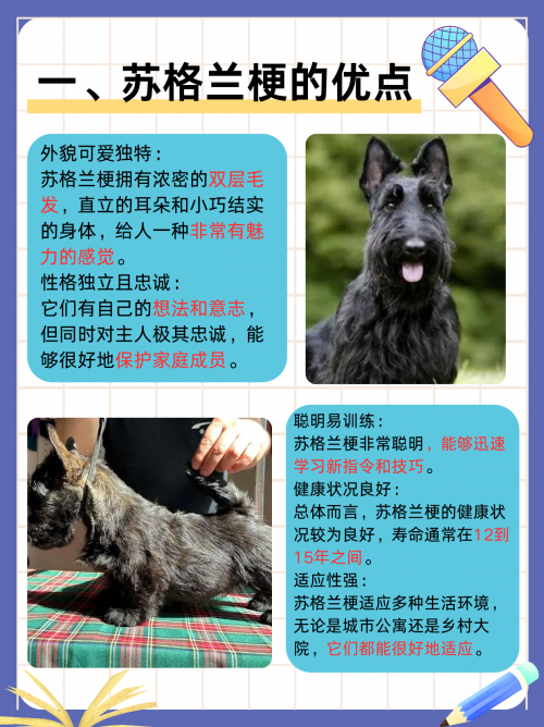 小狼狗笔趣阁小狼狗心水论坛，探索犬类爱好者的乐园