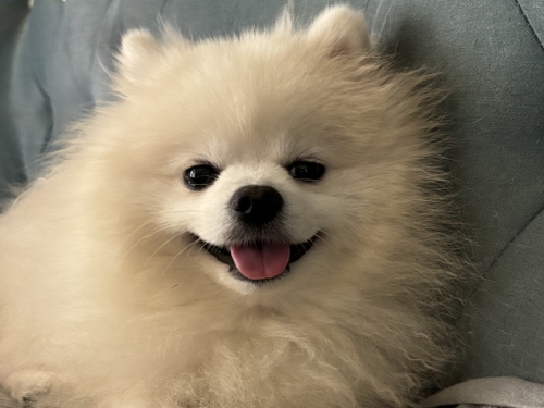 小狼狗笔趣阁小狼狗心水论坛，探索犬类爱好者的乐园-第2张图片