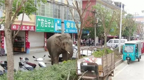 野象路边损汽车，安全隐患与警示-第2张图片