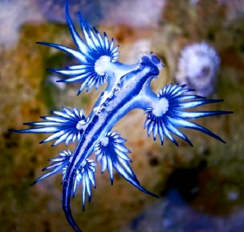 大彩鲸，神秘的海洋生物