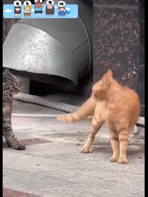 三脚猫论坛三脚猫论坛，探索网络交流的新天地-第2张图片