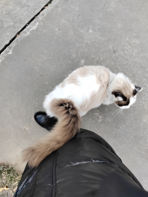 三脚猫论坛三脚猫论坛，探索网络交流的新天地-第3张图片