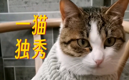 三脚猫论坛三脚猫论坛，探索网络交流的新天地-第1张图片