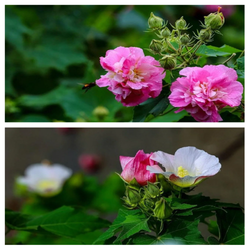出水芙蓉的含义-第1张图片