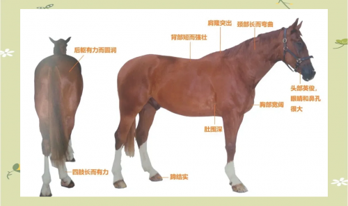 今天买什么特马今天买什么特马
