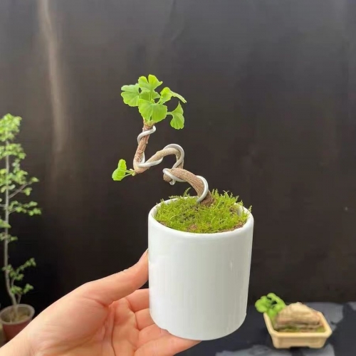 银杏树小苗的魅力-第1张图片
