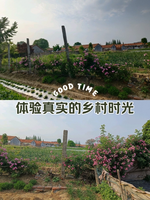 小小农场小小农场，田园生活的诗意篇章-第2张图片