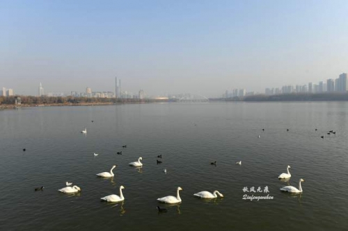 白天鹅图库红五图库总汇白天鹅图库，探索自然之美