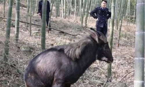 四不像的真正图片-第2张图片