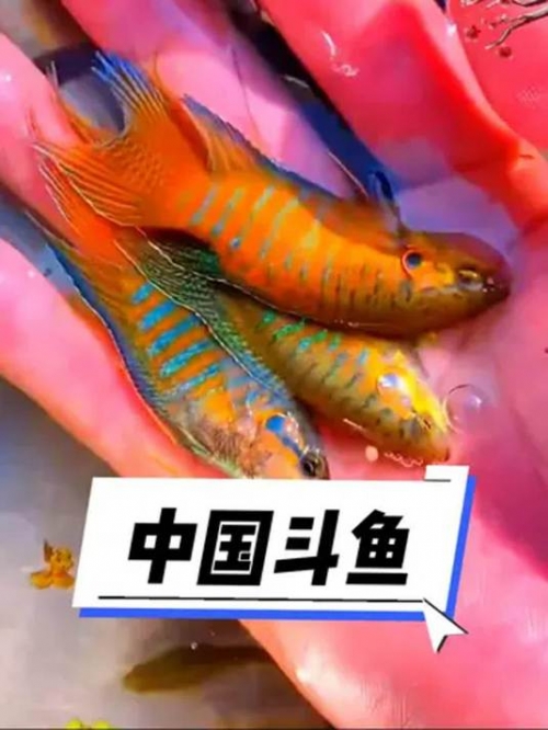 斗鱼TV平台，观赏鱼世界的璀璨舞台