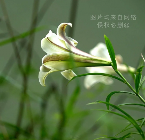 百合图库开奖结果公布5577tk百合图库，探索神秘百合之美