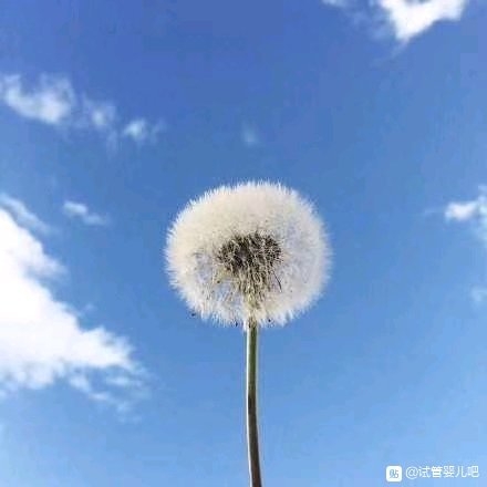 冰恋聊天室，心灵交汇的温暖港湾-第2张图片