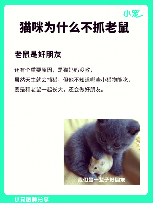 白猫图鉴白猫图纸，探索设计与技术的奥秘-第1张图片