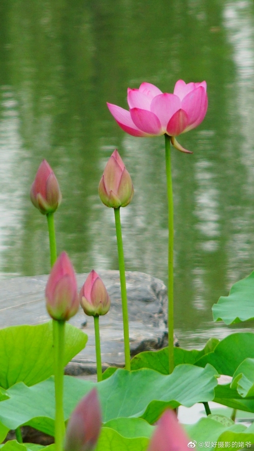出水芙蓉是指什么意思出水芙蓉，寓意非凡-第2张图片