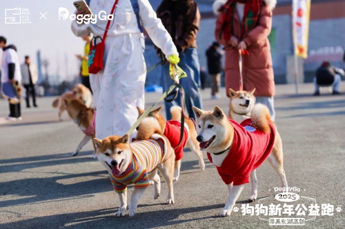 376969狗跑论坛，探索狗狗世界的奇妙之旅