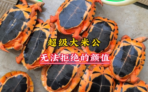 金钱龟最新价格金钱龟最新价格分析-第1张图片