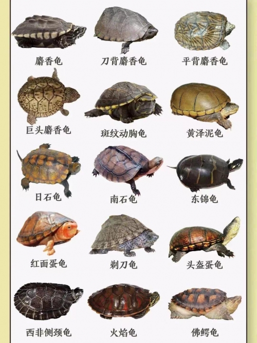 金钱龟最新价格金钱龟最新价格分析-第2张图片