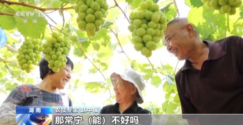 水果奶奶水果奶奶的故事-第2张图片